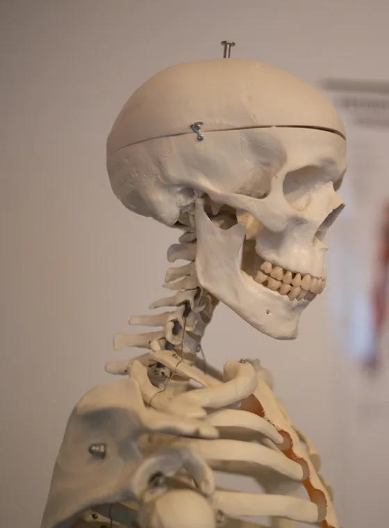 Schädel und Brustkorb des anatomischen Skelettmodells der Praxis